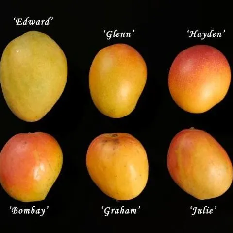 thumbnail for publication: Cultivando mango en el jardín de su hogar en Florida